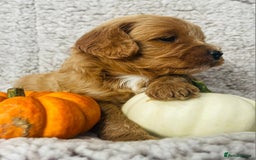 Cavapoo dogs for sale: Beautiful Cavapoo Puppies  - Image 3