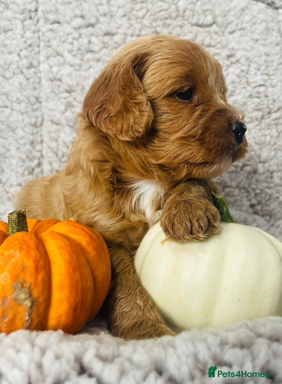 Cavapoo dogs for sale: Beautiful Cavapoo Puppies  - Image 3