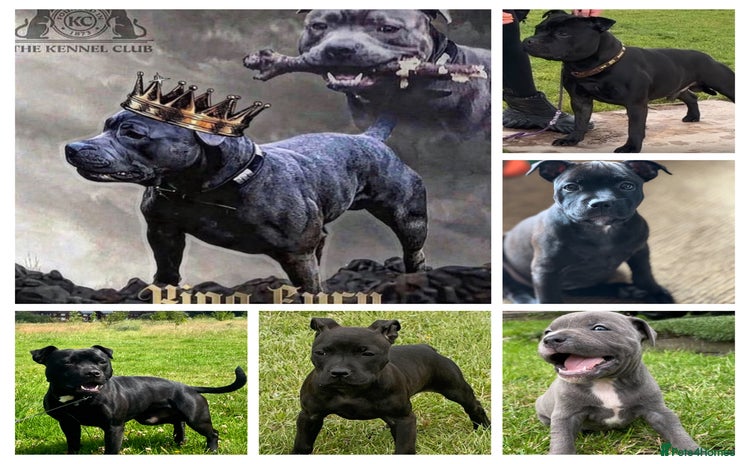 Staffordshire Bull Terrier dogs - Advert 2