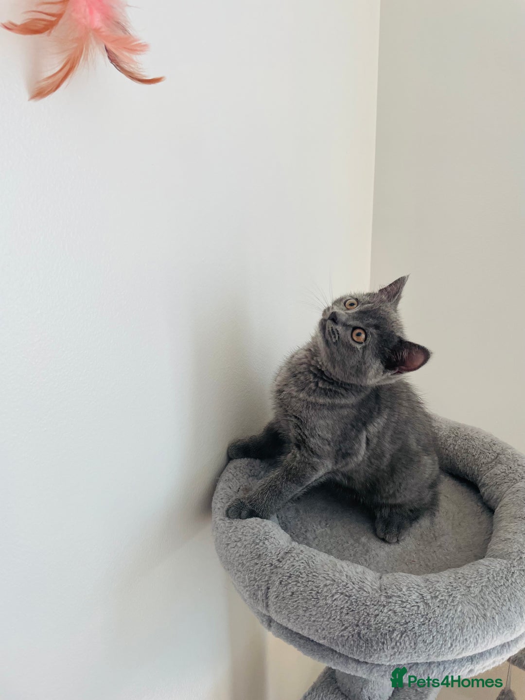 Scottish Fold cats for sale: PURE BREED SCOTTISH FOLD KITTENS 🐾 in Twickenham - Image 28