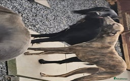 Whippet dogs for sale: 6 month old brindle whippet - Advert 3