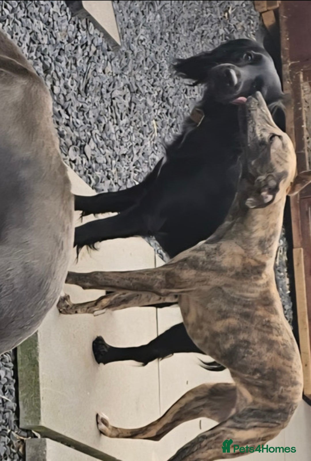Whippet dogs for sale: 6 month old brindle whippet - Advert 3