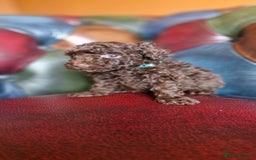 Toy Poodle dogs for sale: Gorgeous chocolate tiny toy poodles  - Image 15