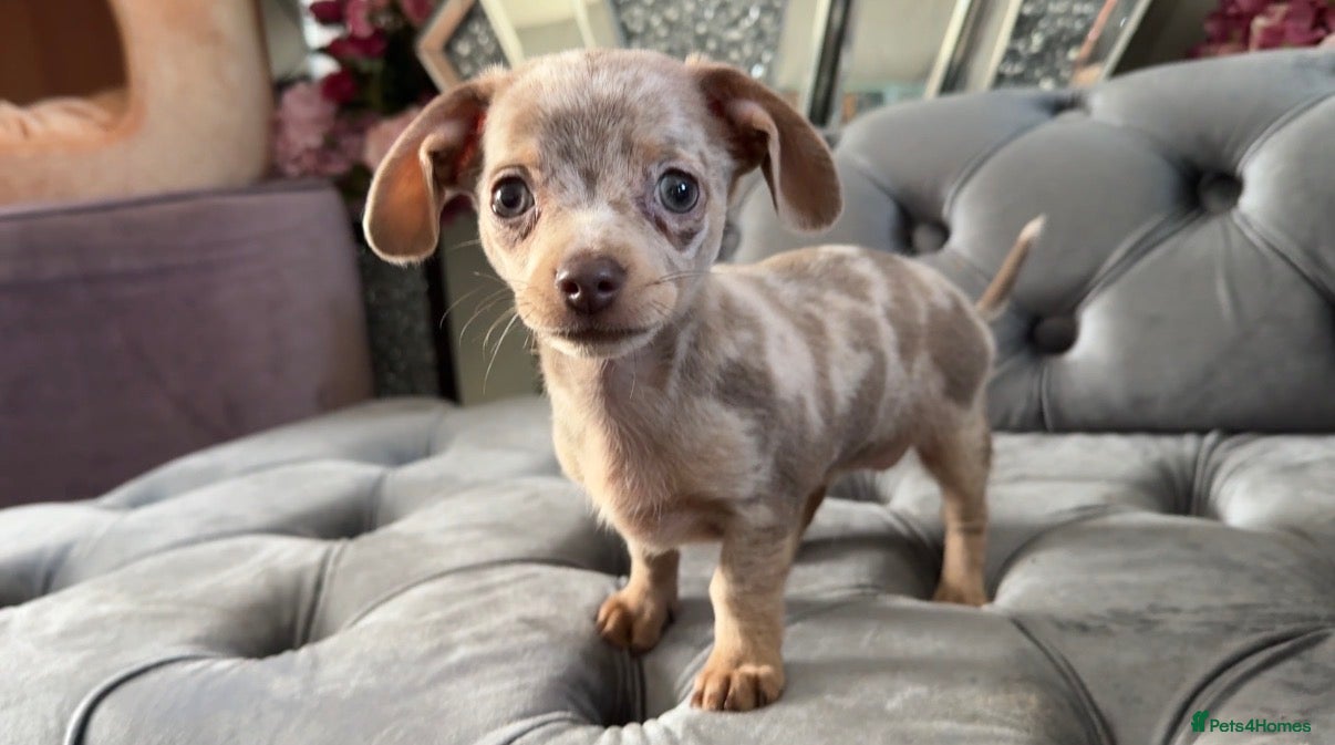 Chiweenie dogs Chiweenie pup. Chihuahua cross dachshund  - Advert 1