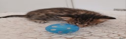Savannah cats for sale: Savannah x Maine Coon kittens - Advert 7