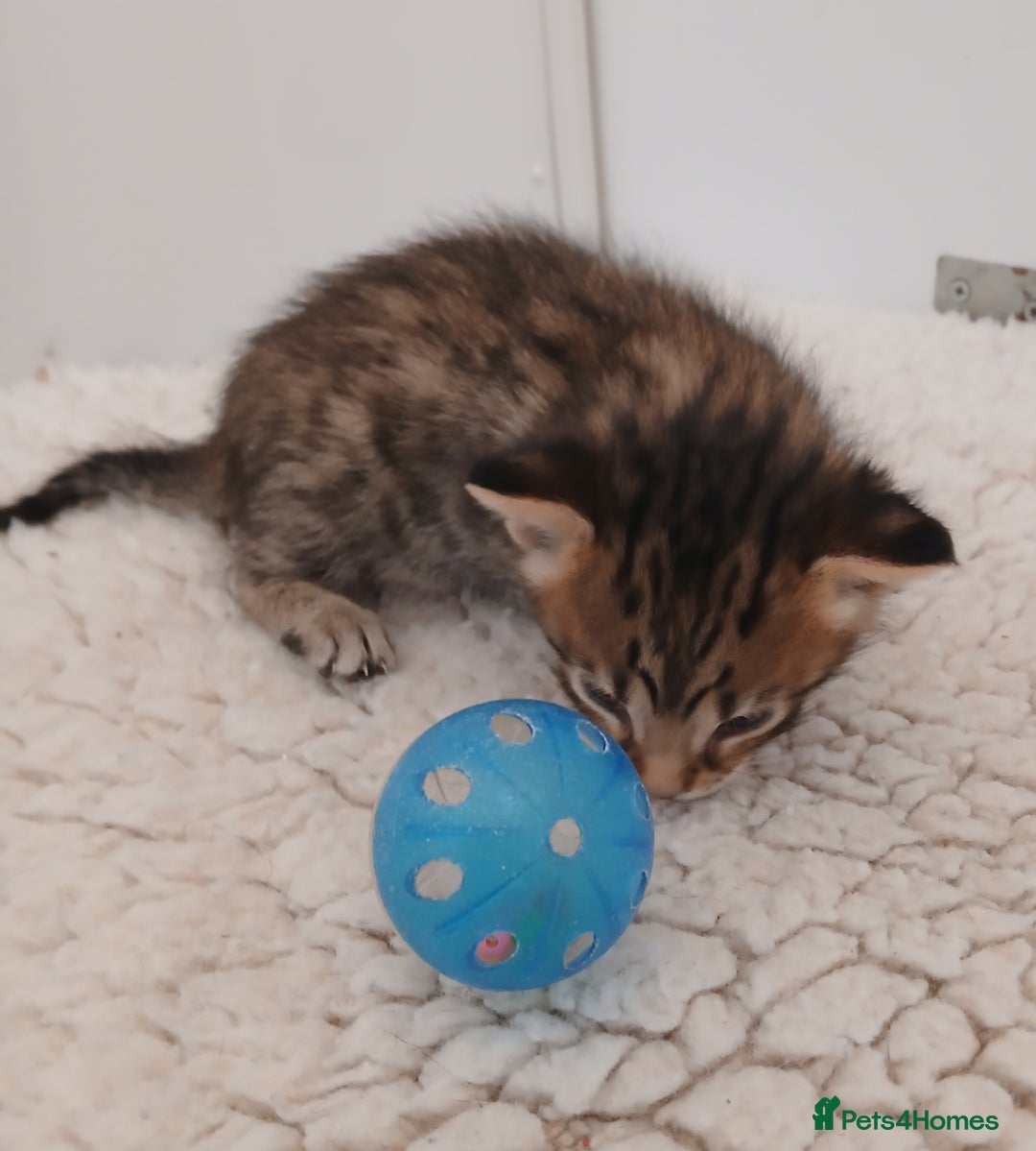 Savannah cats for sale: Savannah x Maine Coon kittens - Advert 7