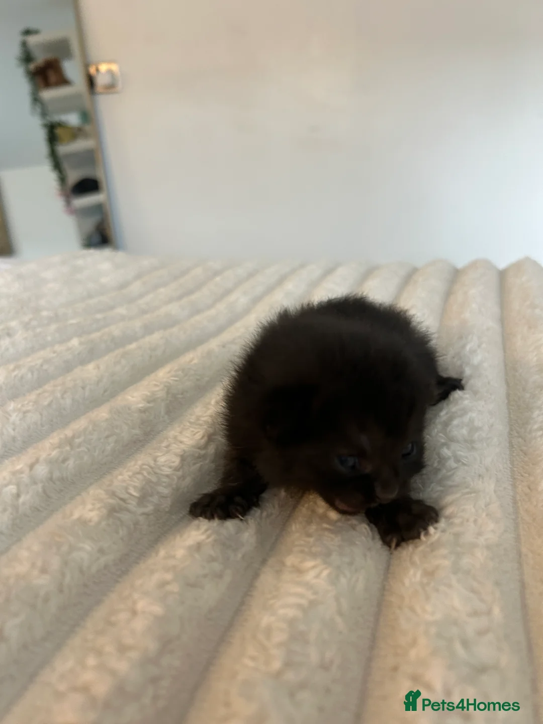 Mixed Breed cats for sale: 4 Kittens for sale - 2 male 2 female! - Advert 14