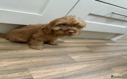 Cockapoo dogs for sale: Rehomed biscuits looking for 5*home - Image 5