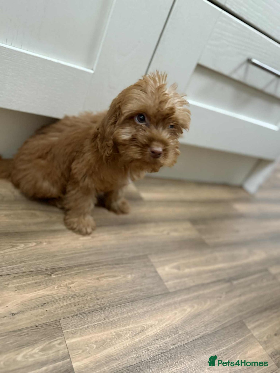 Cockapoo dogs for sale: Rehomed biscuits looking for 5*home - Image 5