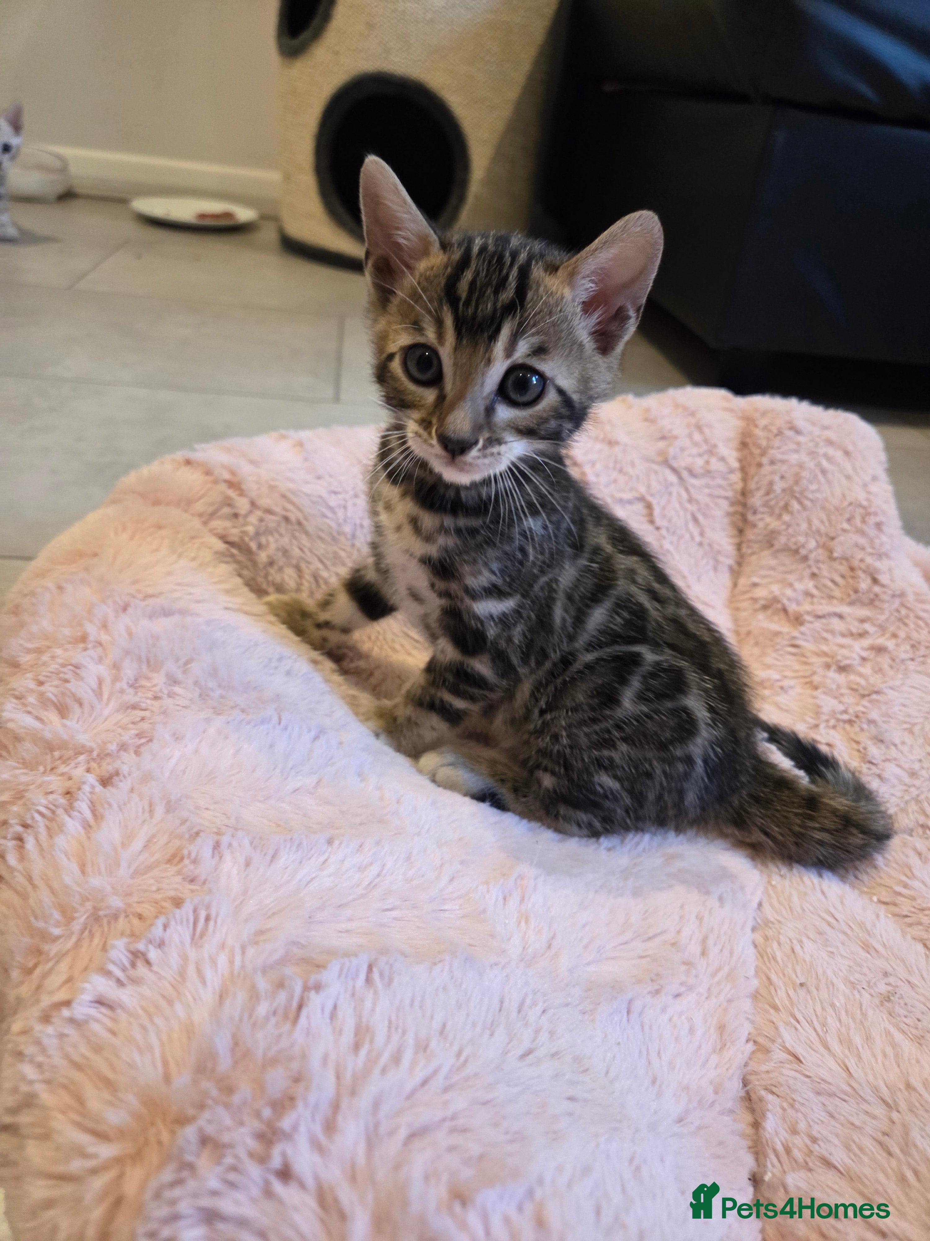 Bengal cats Pure Bengals Stunning Colour-ready for rezervation - Advert 2