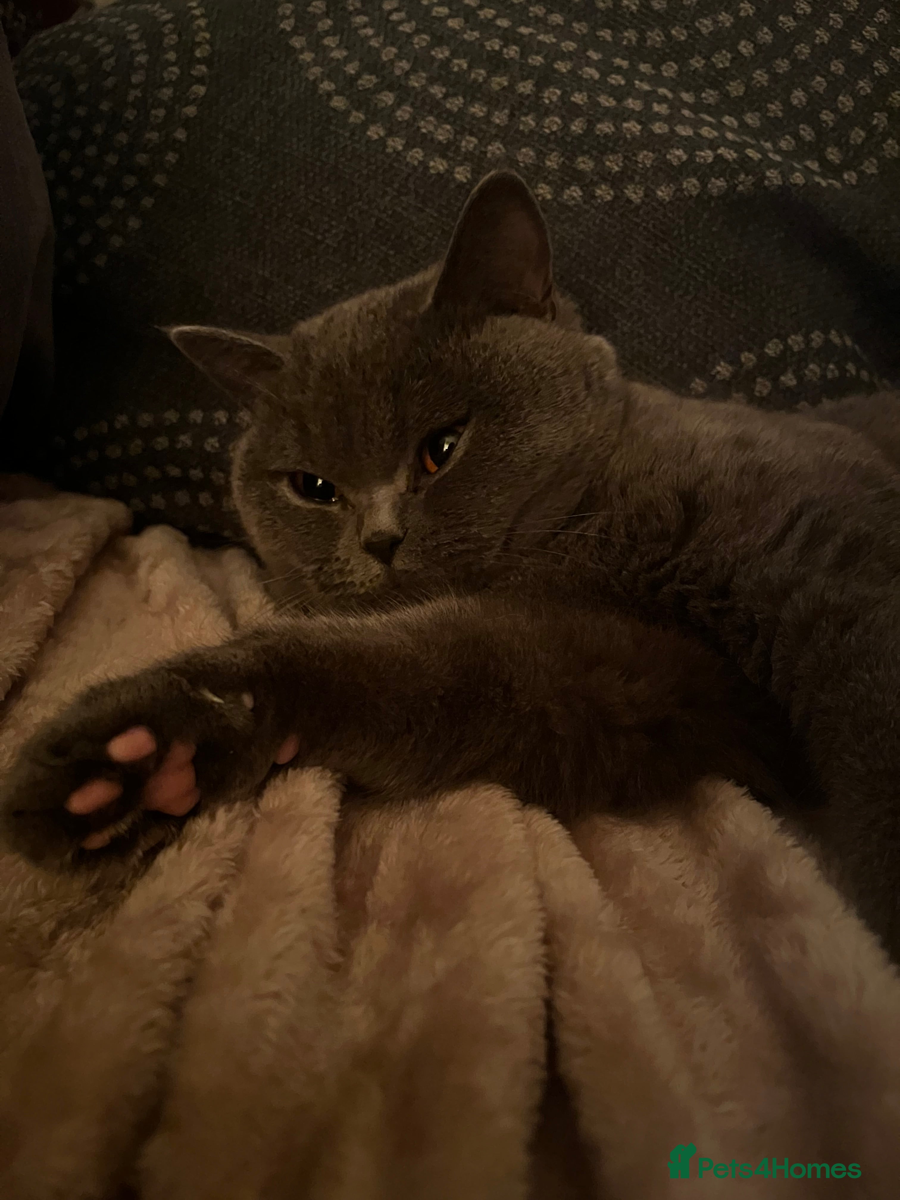 British Shorthair cats Muffin - British blue - needs a new home - Advert 2