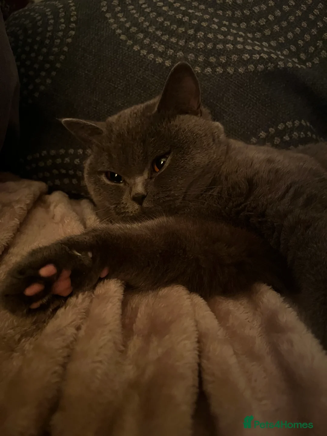 British Shorthair cats for sale: Muffin - British blue - needs a new home in Hertford - Advert 2