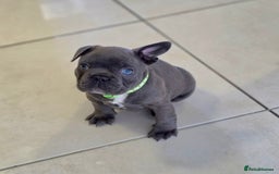French Bulldog dogs for sale: Purebred Blue French Bulldog Puppies For Sale - Image 4