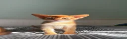 Abyssinian cats for sale: Abyssinian kittens  - Advert 22