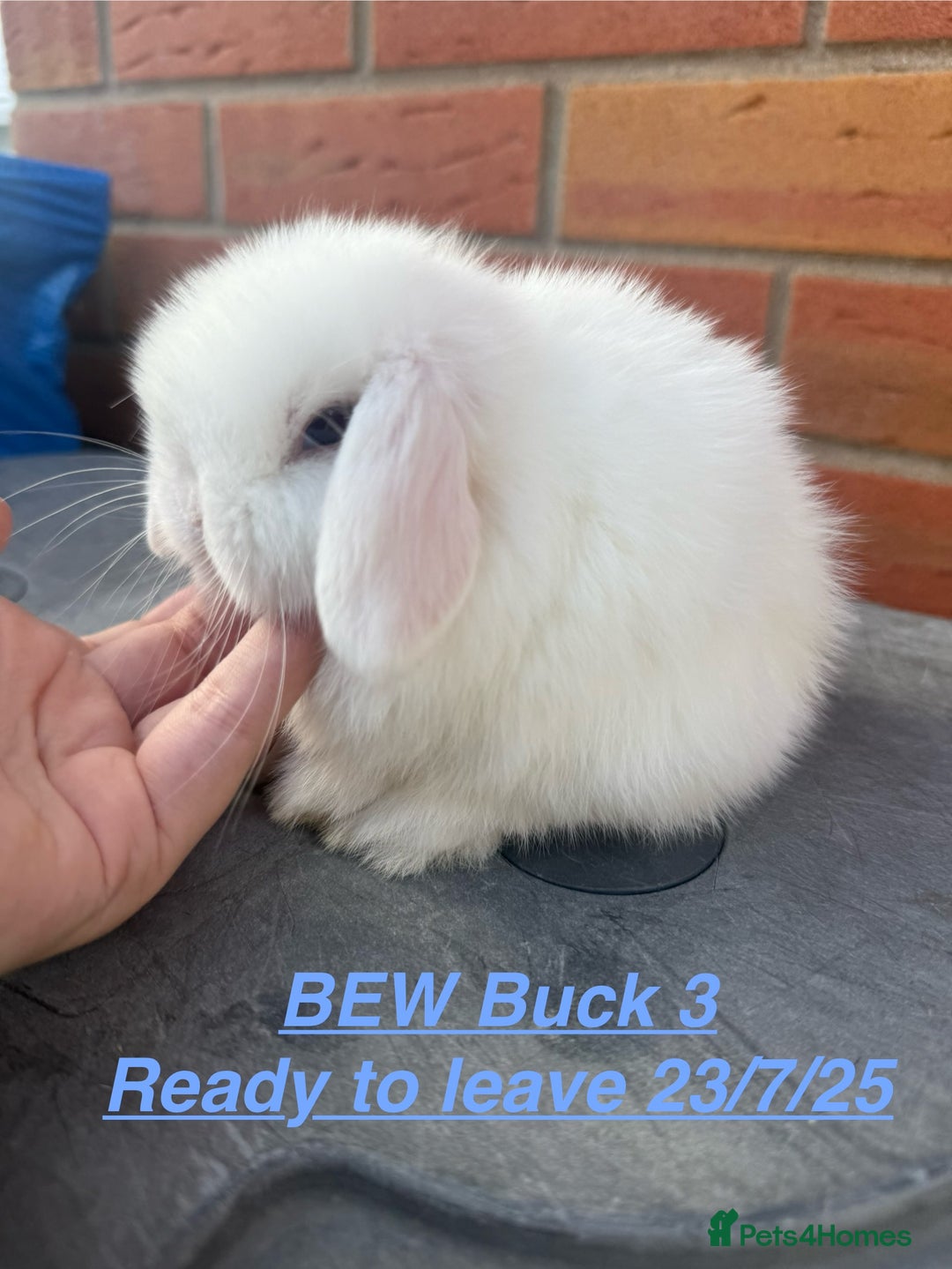 Mini Lop rabbits for sale: Mini Lops Bunnies. READ DESCRIPTION - Updated 22/7 in Chard - Image 13