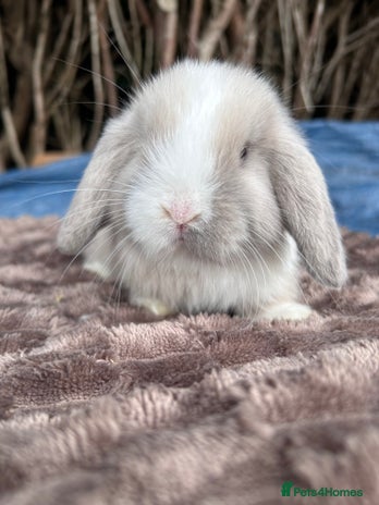Mini Lop rabbits - Advert 8
