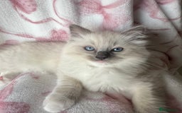 Ragdoll cats for sale: Ragdoll kittens  - Image 5