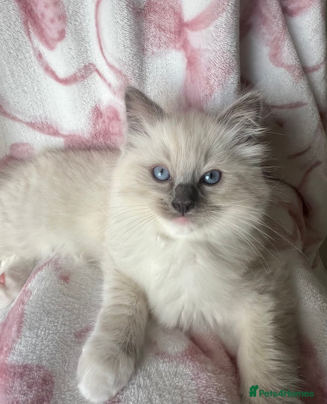 Ragdoll cats for sale: Ragdoll kittens  - Image 5