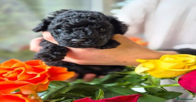 Toy Poodle dogs KC Registered Toy poodle puppies - Advert 1