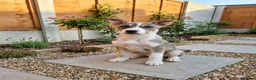 Siberian Husky dogs for sale: 5 month old husky freya  in Manchester - Advert 12
