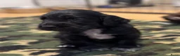 Cocker Spaniel dogs for sale: Well bred working cocker. Black male. - Advert 1