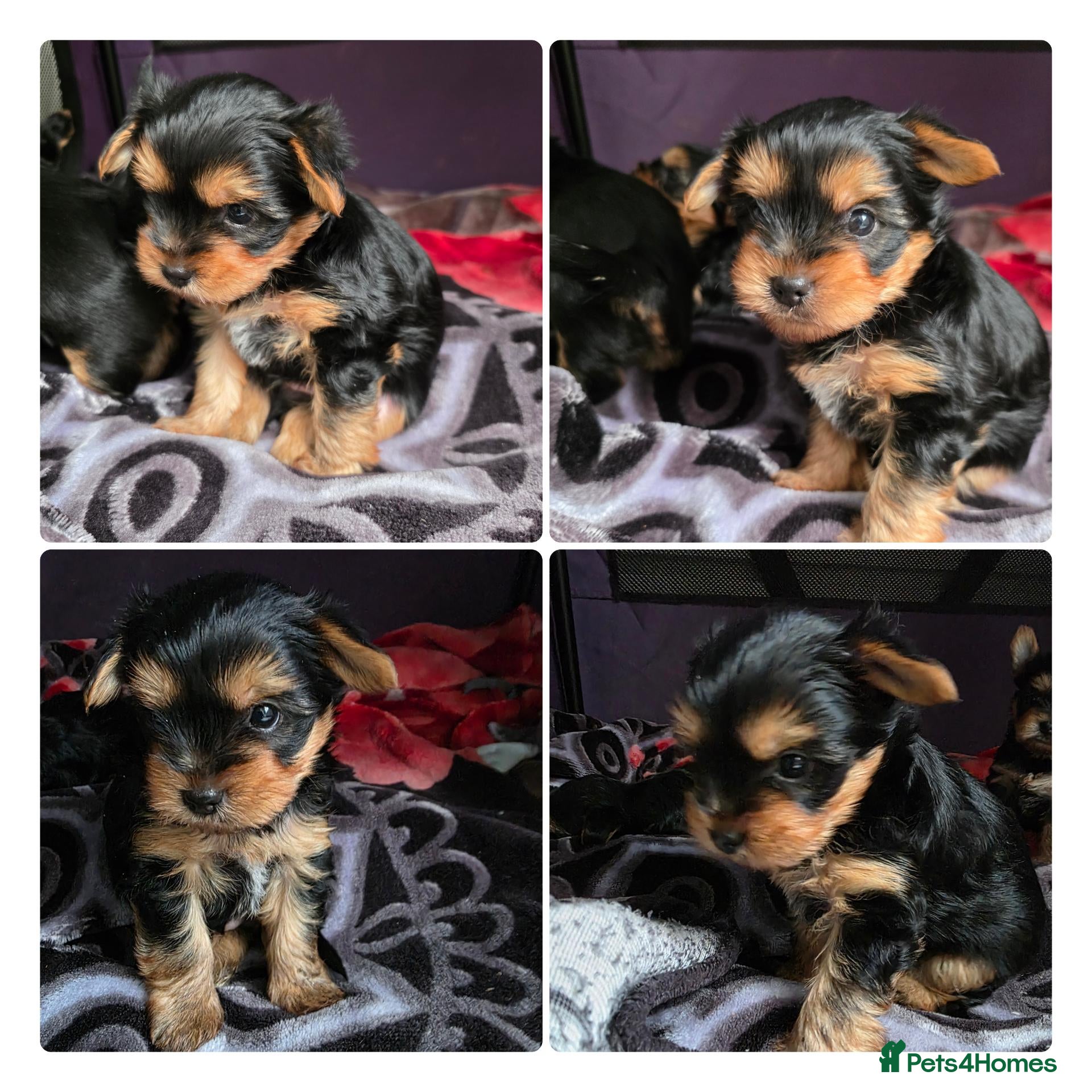 Yorkshire Terrier dogs 💕Yorkshire Terrier puppies.💕 1 Boy available 🐶 - Advert 7