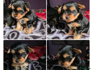 Yorkshire Terrier dogs 💕Yorkshire Terrier puppies.💕 1 Boy available 🐶 - Advert 4