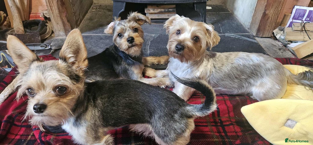 Mixed Breed dogs for sale:  **  yorkshire x full sized yorkshire terrier - Advert 2