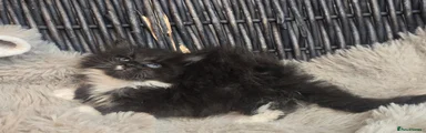 Maine Coon 2