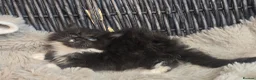 Maine Coon cats for sale: Adorable big Mainecoon babies  - Advert 27