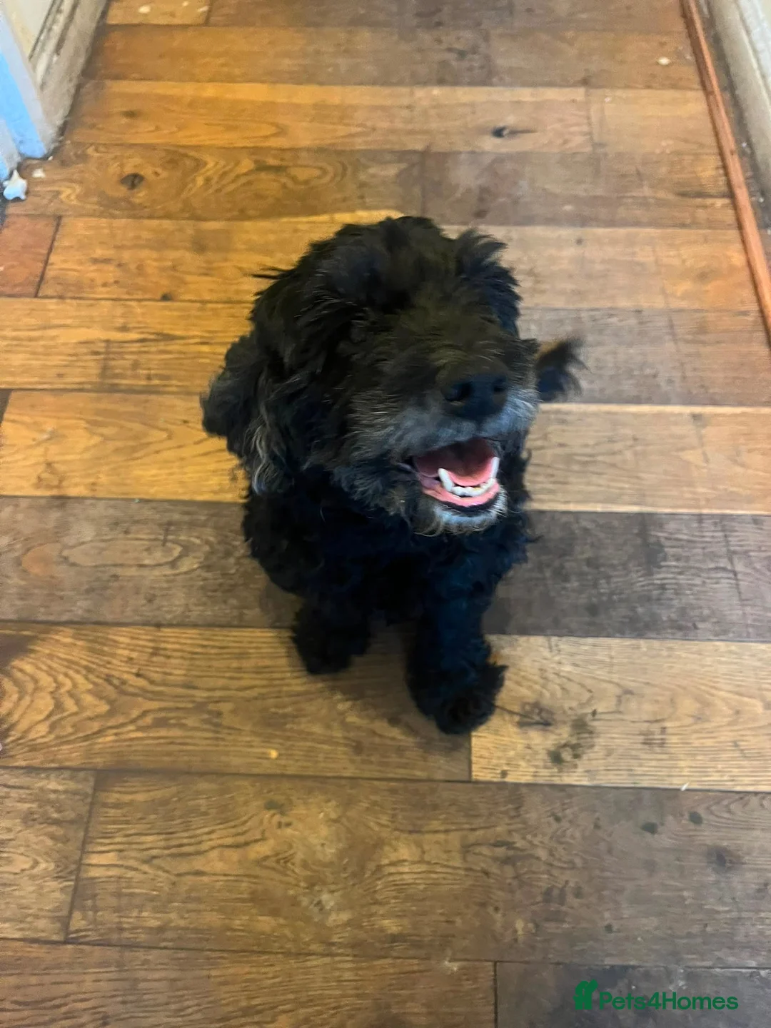 Mixed Breed dogs for sale:  **  Nibblet in Bordon - Advert 2
