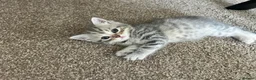 Scottish Fold cats for sale: PUREBRED Scottish fold kittens  - Advert 22