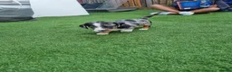 Dachshund dogs for sale: Hi we have 4 miniature dauchans tekel  - Advert 3