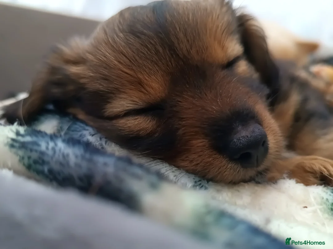 Mixed Breed dogs for sale: Small Mixed Breed Puppy  - Advert 2