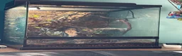 Gecko reptiles for sale: Crested Gecko with enclosure  in Caldicot - Advert 3