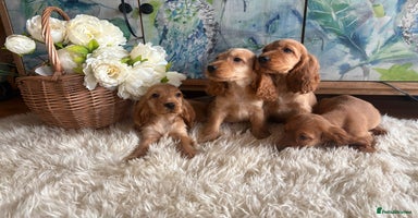 Cocker Spaniel dogs - Advert 1