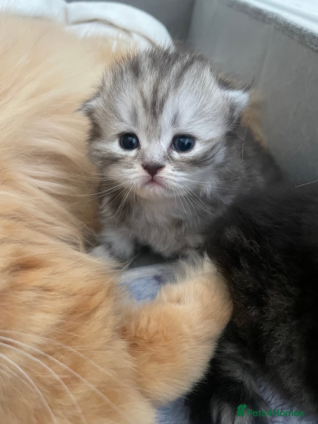 Scottish Fold cats for sale: 2 beautiful Scottish fold kittens  - Image 10
