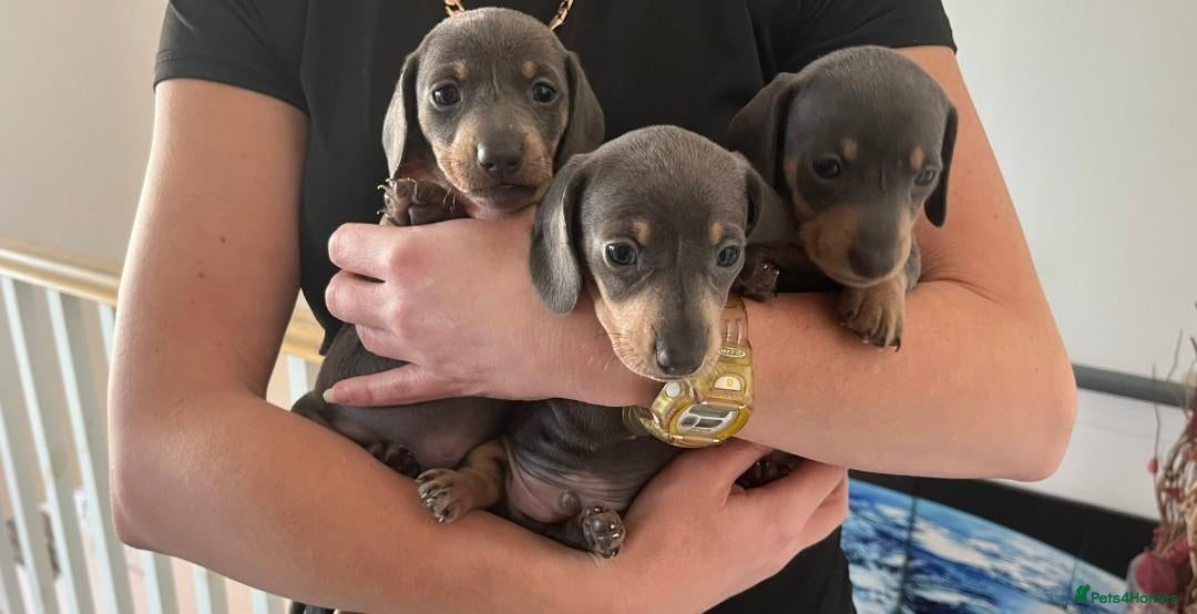 Miniature Dachshund dogs for sale: Stunning miniature dachshund only two boys left  - Advert 7