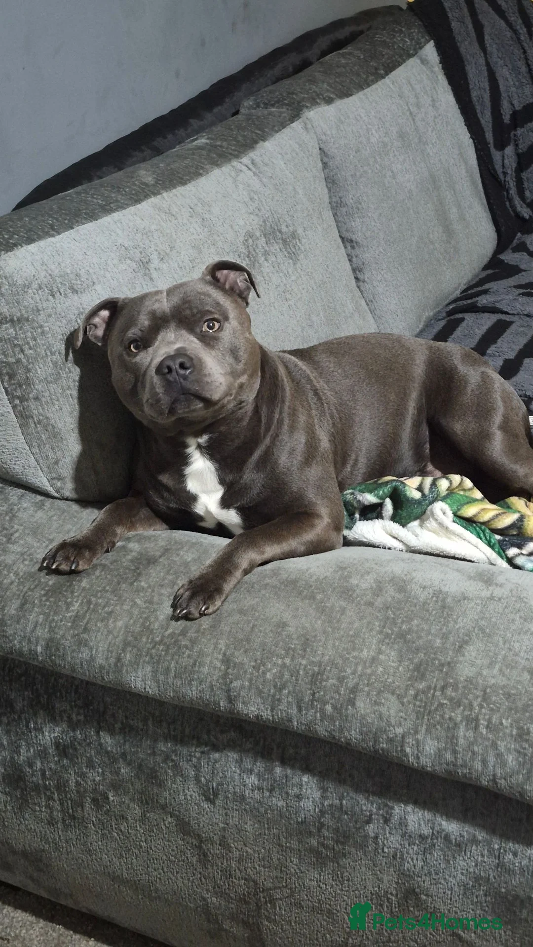 Staffordshire Bull Terrier dogs for sale: Male staffie in Rowlands Gill - Advert 2
