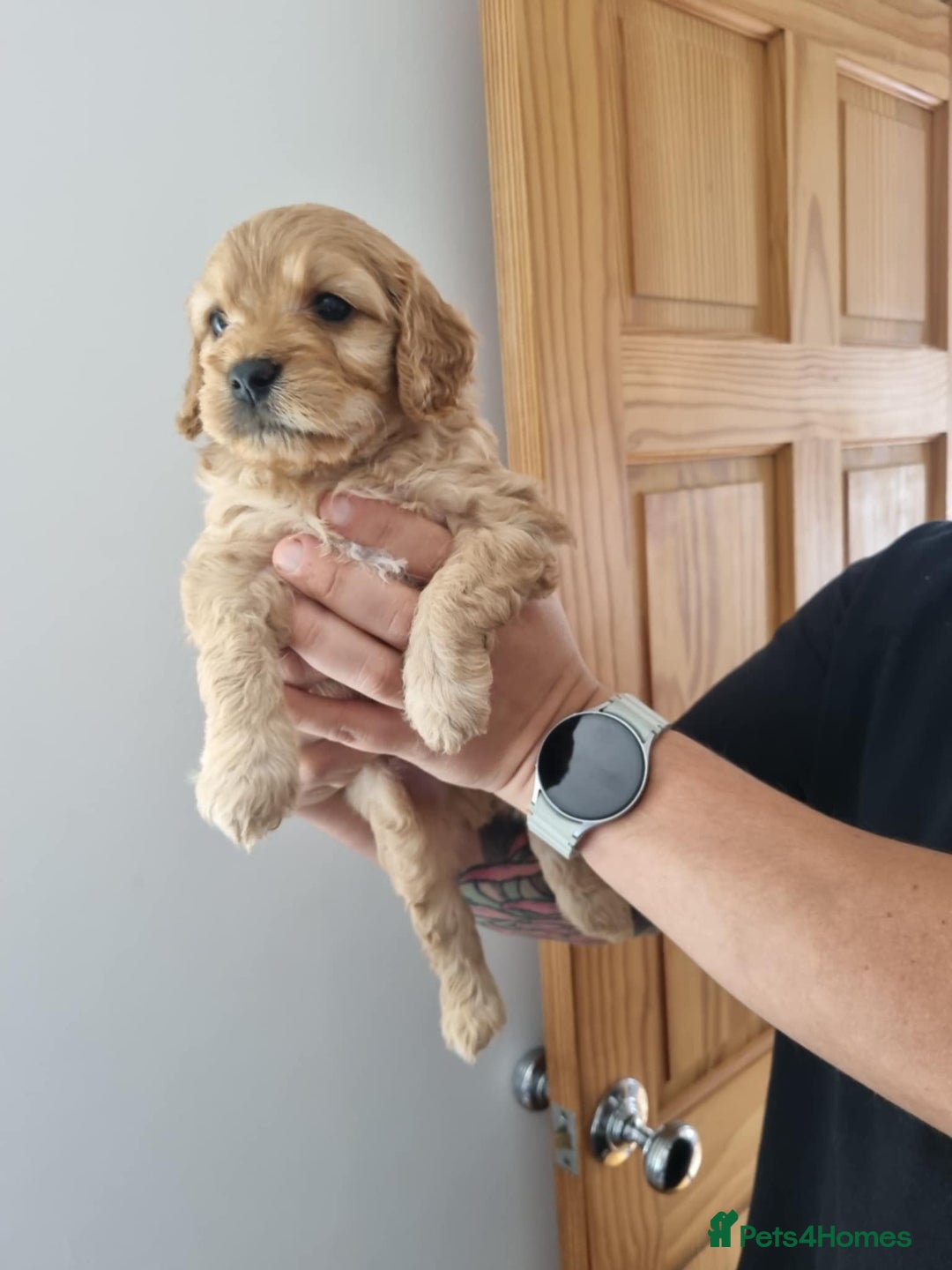 Cavapoochon dogs for sale: Cavapoochon 1 boy 1 girl left - Advert 10