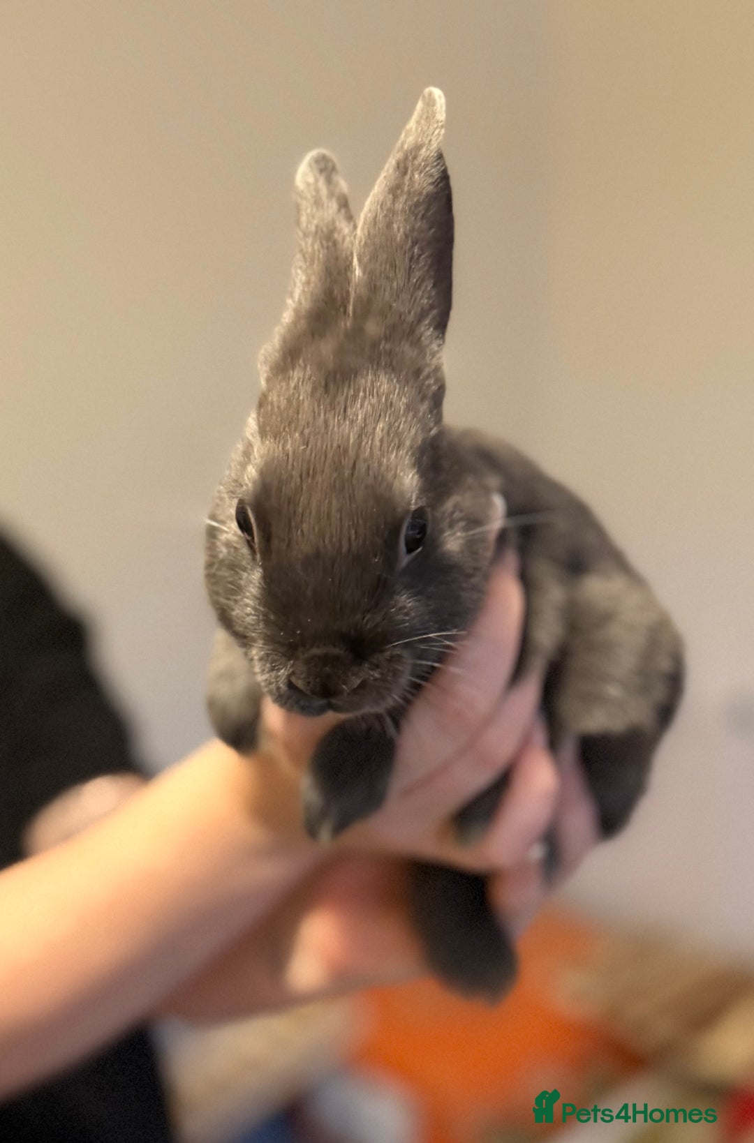 Mixed Breed rabbits for sale: Dwarf Lionhead X Polish Rabbit Kits (Indoor Mixed) - Image 2