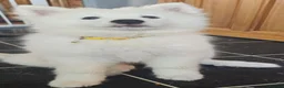 Samoyed dogs for sale: 🩷💙Samoyed puppies, 1 girl left 🩷💙 - Advert 5