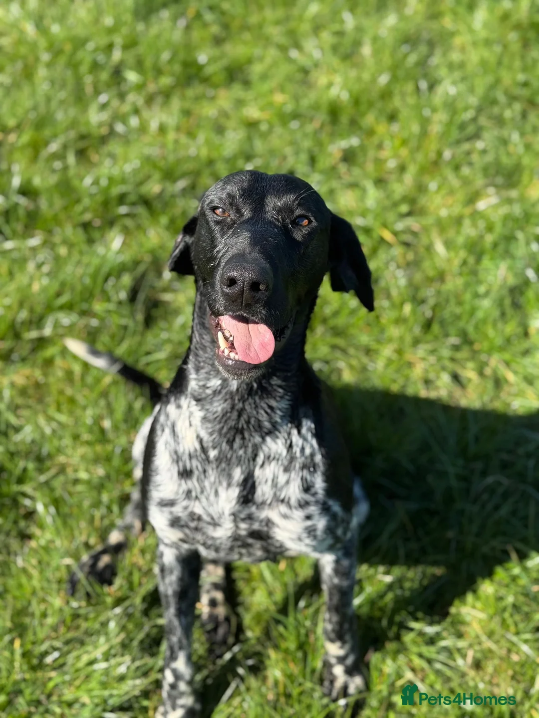 German Shorthaired Pointer dogs for sale: Gorgeous Green Short Haired Pups - Serbian Blood - Advert 17