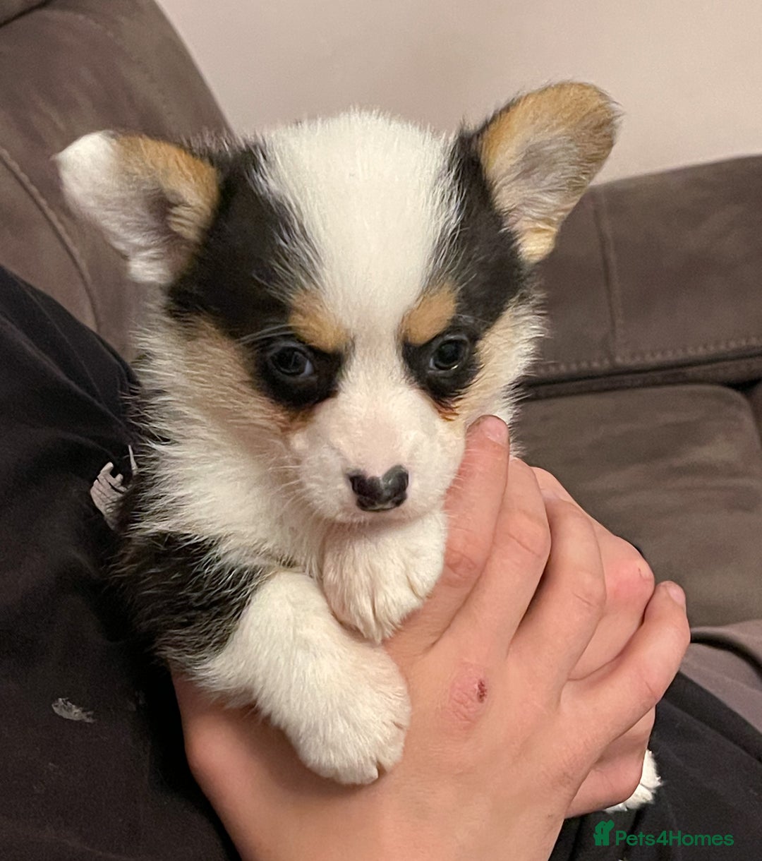 Welsh Corgi Pembroke dogs for sale: Beautiful Welsh Corgi Pembroke girls  - Advert 1