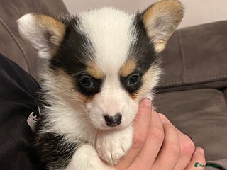 Welsh Corgi Pembroke dogs for sale: Beautiful Welsh Corgi Pembroke girls - Advert 1