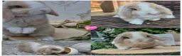 Mini Lop rabbits for sale: Mini lop Rabbit - Advert 6