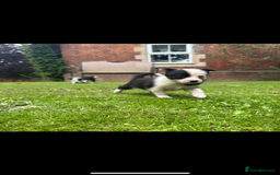 Border Collie dogs for sale: Gorgeous Border Collie Puppies  - Image 14