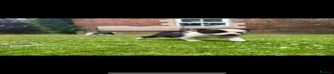 Border Collie Puppy 8