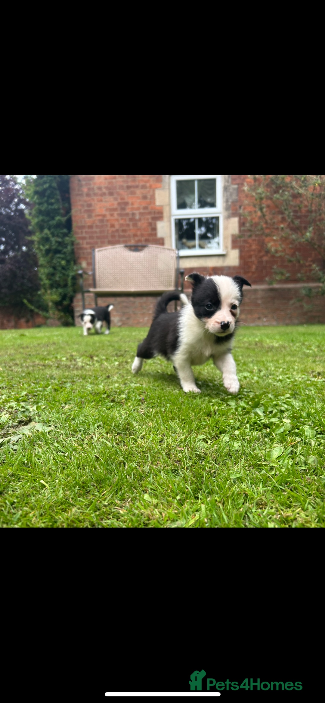 Border Collie dogs for sale: Gorgeous Border Collie Puppies  - Image 14