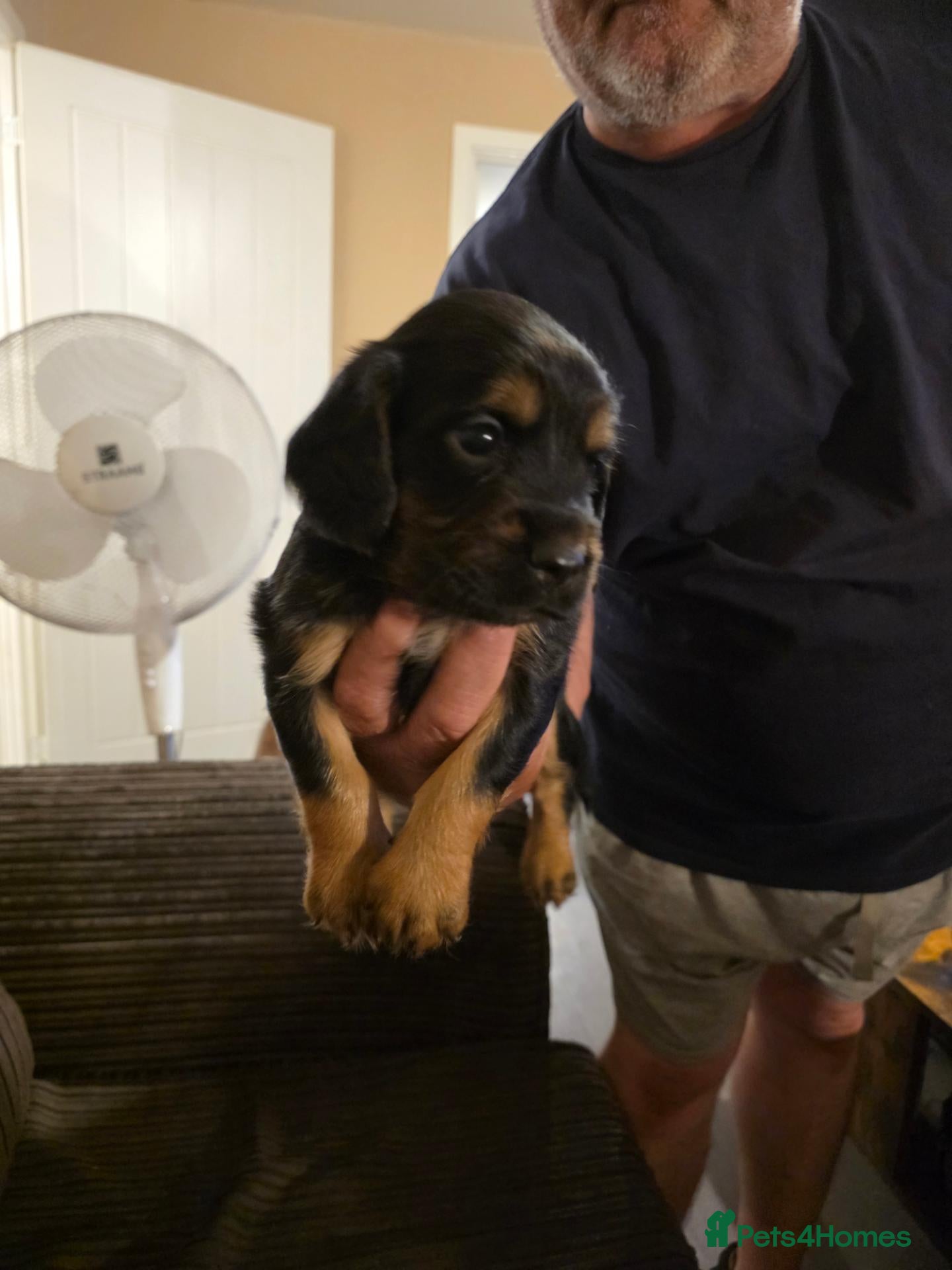 Cocker Spaniel dogs 4 beautiful cocker spaniel puppies - Advert 1